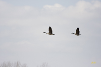 Canada Geese